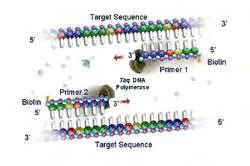 (από http://molecular.roche.com) 3. Πολυμερισμός (primer extension).