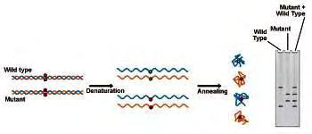 ΑΝΑΛΥΣΗ SSCP (Single Strand Conformation Polymorphism) Η ανάλυση SSCP βασίζεται στο διαχωρισμό μονόκλωνων τμημάτων DNA βάσει των διαφορών της κινητικότητας τους στην πηκτή η οποία μπορεί να