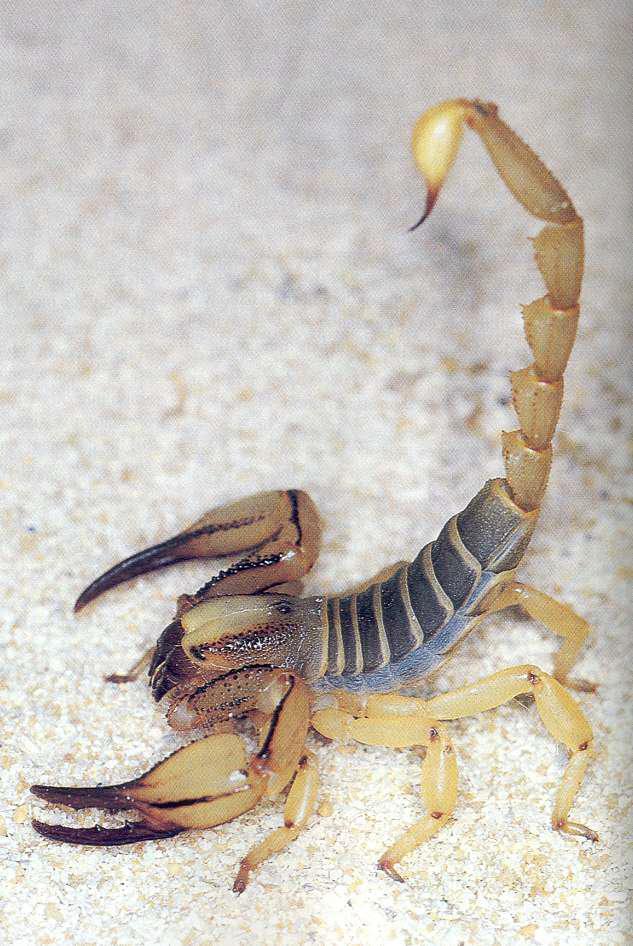 Kada se buba kreće na pesku unutar nekoliko desetina centimetara od ovog peščanog škorpiona, škorpion se u trenu okrene prema bubi nameravajući je uhvatiti, iako je ne vidi niti čuje Na koji način