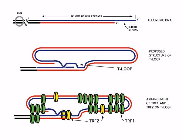 Τελομερή G-πλούσια αλυσίδα Τελομερικό DNA Πιθανή δομή του τελομερικού βρόχου Εικόνα 2: Χαρακτηριστική δομή του τελομερικού DNA.