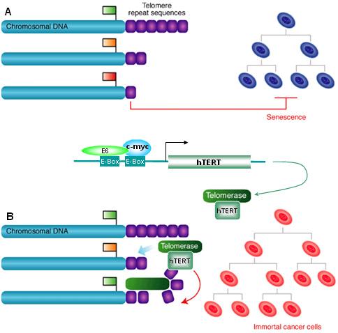 Τελομερή επαναλαμβανόμενες αλληλουχίες Κυτταρικός θάνατος Αθανατοποιημένα καρκινικά κύτταρα Εικόνα 7: Ρύθμιση του μήκους των τελομερών στα σωματικά και καρκινικά κύτταρα [52].
