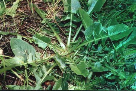 (Cichorium intybus) Τα ραδίκια