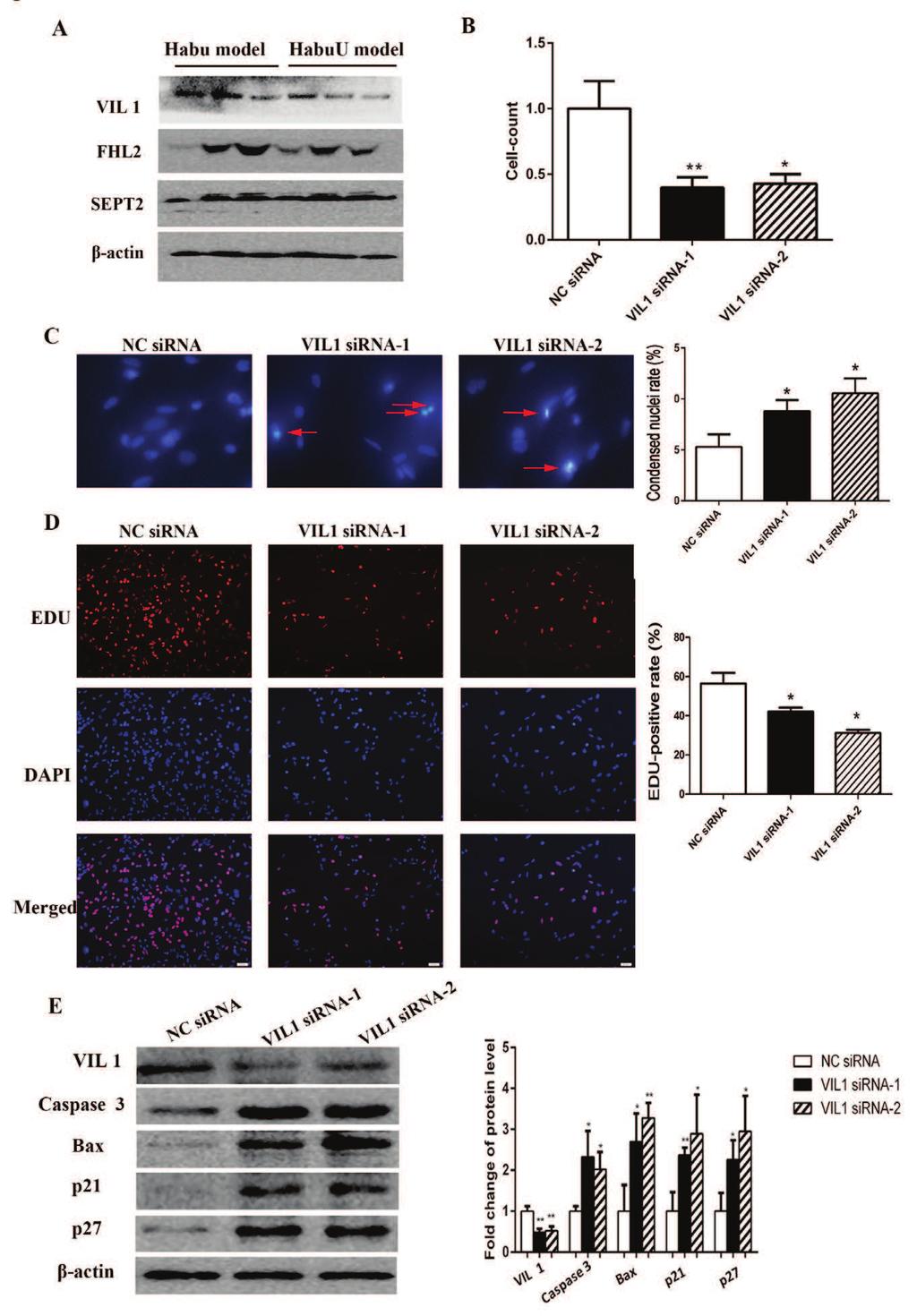 1772 Fig. 6. The effect gulation on MMC proliferation and levels in glome expressed as fold changes compa group, which was to detect MMC apoptosis.