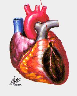 Ηλεκτροκαρδιογράφημα (ECG) Έμφραγμα του Μυοκαρδίου (καρδιακή προσβολή) Διάγνωση ΗΚΓ Ένζυμα στο αίμα ΗΚΓ ανάσπαση