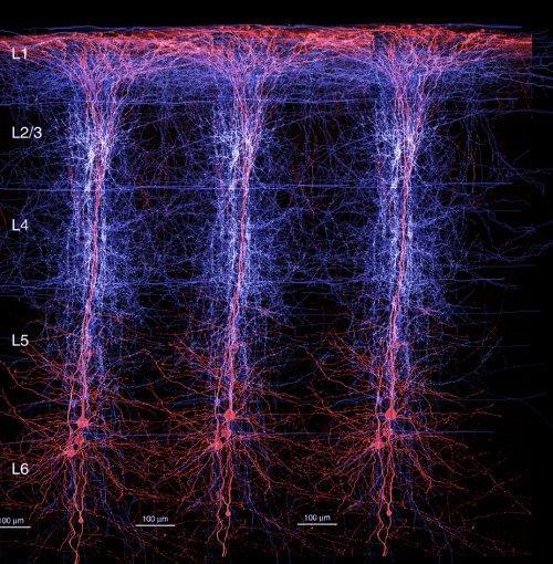 Ηλεκτροεγκεφαλογράφημα (EEG) Προέλευση του σήματος Το EEG μετρά Όχι δυναμικά ενεργείας Όχι άθροισμα δυναμικών