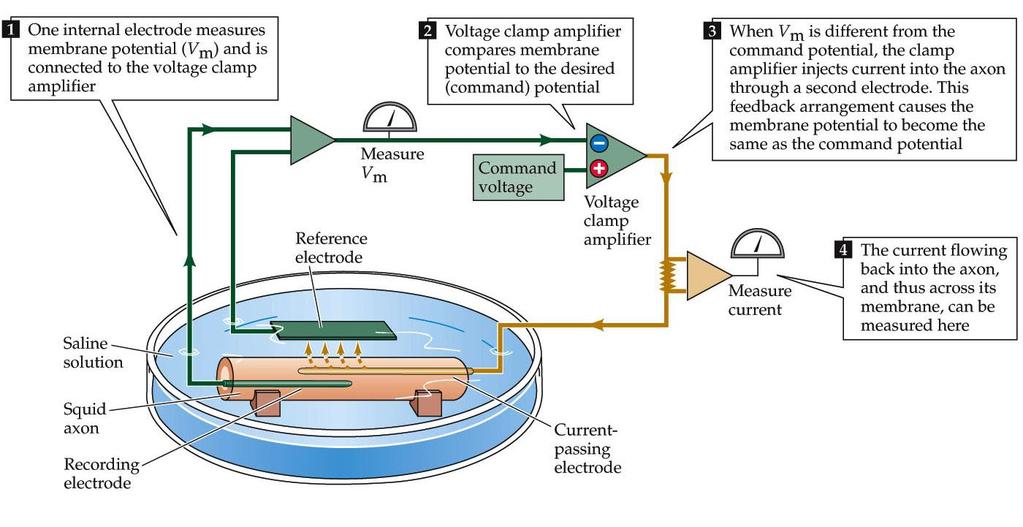 Μέθοδος Καθήλωσης Τάσης (Voltage-Clamp) Ηλεκτρονικό κύκλωμα ανάδρασης που επιτρέπει καθήλωση της