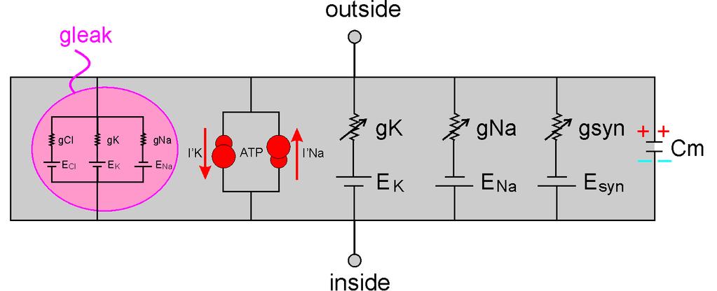 Μοντέλο Ισοδύναμου Ηλεκτρικού Κυκλώματος Πιο ολοκληρωμένο μοντέλο Ενεργητική αντλία (energy-dependent pump) που αντισταθμίζει τη συνεχή ροή ιόντων