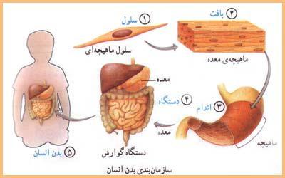نمو و تولیدمثل نمو عبارتند از افزایش مقدار پروتوپالسم از منابع داخل ارگانیسم است و ناشی از افزایش تعداد سلول- ها توسط میتوز است نه افزایش حجم سلولها.
