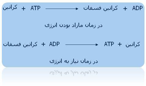 شکل 0-6 ثبت منحنی پتانسیل عمل توسط قرار دادن الکترودهای مناسب بر روی یک رشته ی عصبی با نشان دادن تغییرات الکتریکی آن بر روی یک اسیلوسکوپ امکان پذیر است.