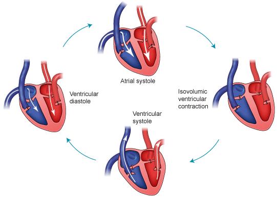 سیکل قلب هر سیکل قلب شامل همهی تغییر فشارها تغییر حجم ها و اعمال دریچههاست که در هر مرحله کامل انقباض و انبساط قلب رخ میدهد.