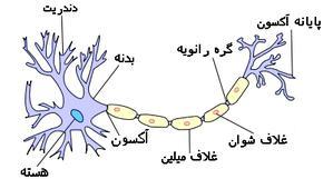 سلول به بخش دیگر و از طریق رهایش پیکها یا میانجیهای شیمیایی به منظور ایجاد ارتباط با سایر سلولها عمل میکنند.