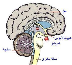 بخش حسی ( آوران ) بخش حسی اطالعات مربوط به تحریکات محیطی را که از پوست و مفاصل دریافت شده را به دستگاه عصبی مرکزی انتقال میدهند. این اعصاب ما را از درد فشار و تغییرات دمایی آگاه می کنند.