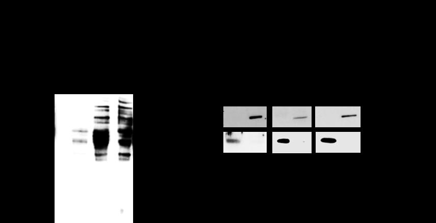 Supplementary Information Supplementary Figure 1: Characterization of cell surface biotinylation in non-tumorigenic and tumorigenic HCC cell lines.