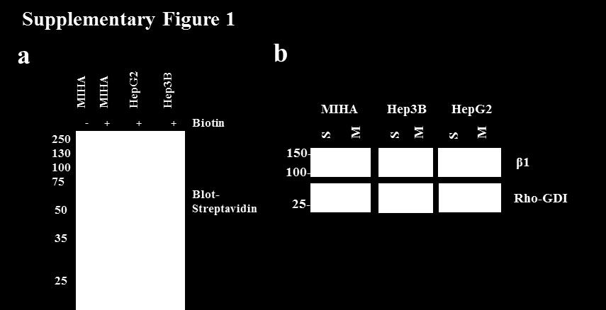 beads and analysed by a Western blot using a streptavidin antibody.