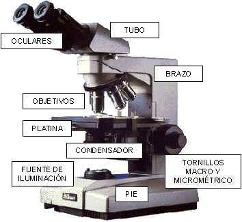O Microscopio Óptico Sistema óptico OCULAR: Lente situada cerca do ollo do observador. Amplía a imaxe do obxectivo. OBXECTIVO: Lente situada cerca da preparación que amplía a súa imaxe.