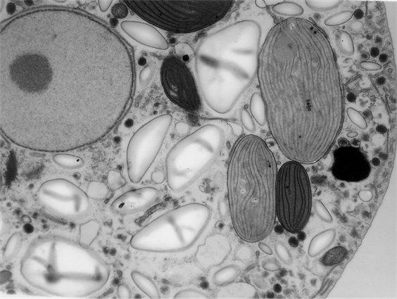 Microscopia dun alga