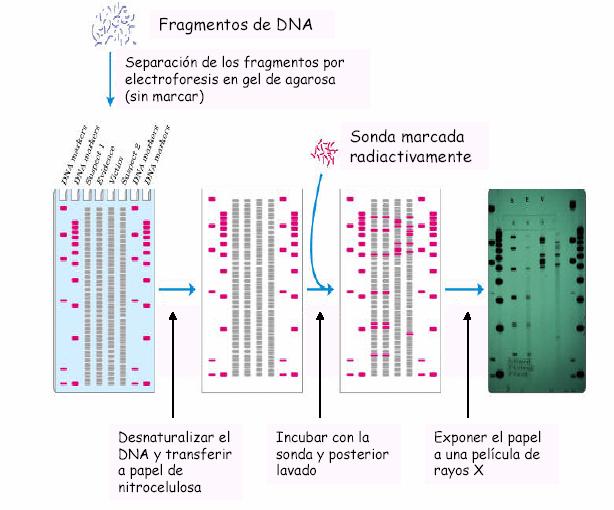 Separación dos fragmentos de ADN por electroforese en xel de agarosa (sen marcar) 32 P Autorradiografía de ADN