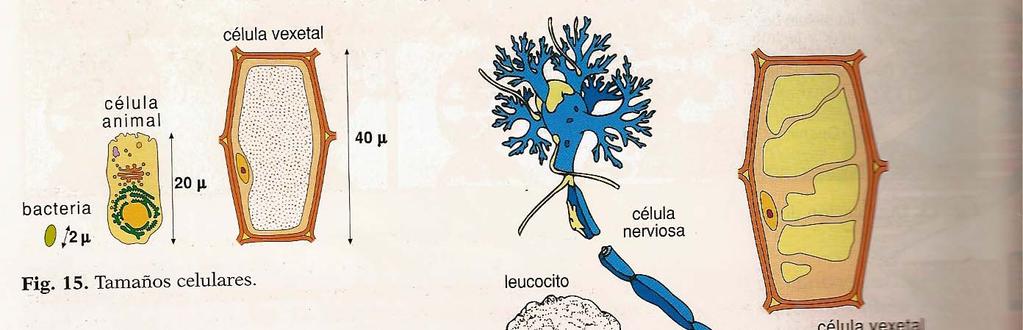 FORMA E