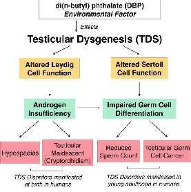 Καρκίνος όρχεως - Παράγοντες κινδύνου Οικογενειακό ιστορικό Ετερόπλευρη κακοήθεια, ΤΙΝ Testicular dysgenesis syndrome Kρυψορχία