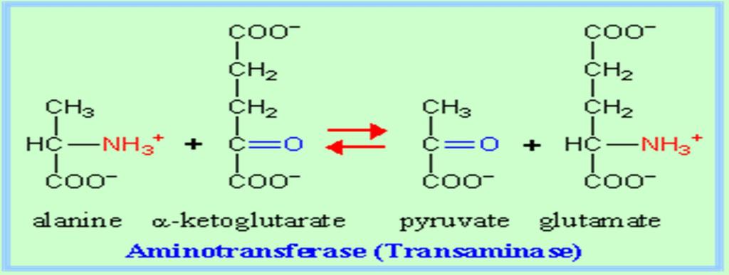 Οι τρανσαμινάσες ή αμινοτρανσφεράσες ΟΙ ΤΡΑΝΣΑΜΙΝΑΣΕΣ