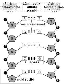 Populasiooigeeeika maemaailised alused MTMS..7 DNA molekuli sekudaarsrukuur moodusub vesiiksidemeega ühedaud kahe ahela keerdumisel biheeliksisse (jooised. ja.3).
