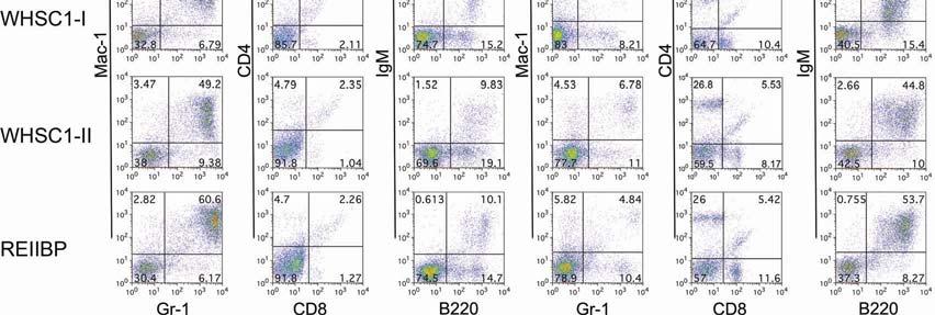 Supplemental Figure 2: WHSC1 proteins did not induce disease in tumor-prone mice.