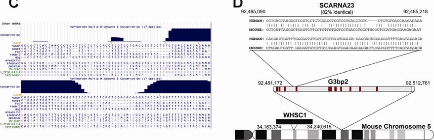 Supplemental Figure 3: ACA11 is conserved across vertebrate species, but jumped prior mouse evolution. (A) Schematic cartoon of ACA11 s physical location on chromosome 4 within the WHSC1 gene.