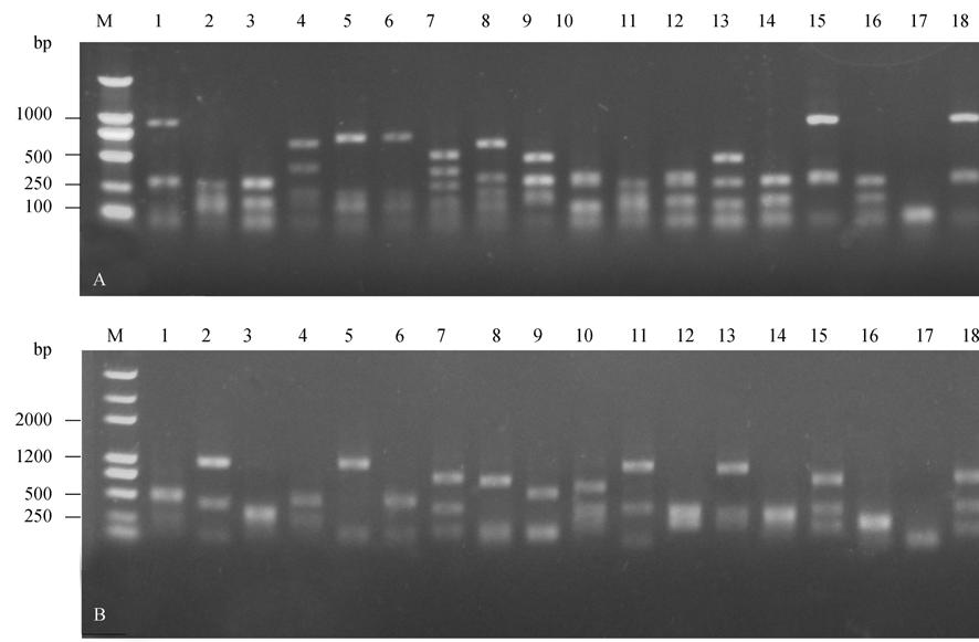 1346 Weiqi Liu et al. /Acta Microbiologica Sinica (2008) 48(10) 2 2.1 DNA DNA DNA DNA DNA PVPP EDTA DNA DNA DNA DNA 2.2 PCR 16S rrna 16S rrna 1500 bp 2.