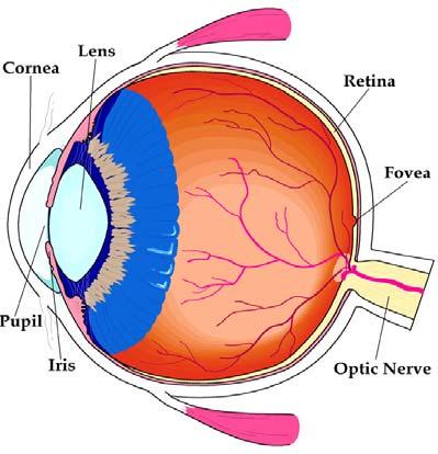 Neki dijelovi ljudskog ok; vžni z stvrnje slike) ijelovi ok: corne-rožnic iris-šrenic pupil-zjenic lens-leć retin-mrežnic Slik nstje n: