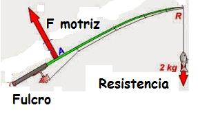 ª clase O fulcro está situado antes da resistencia e despois da forza motriz.