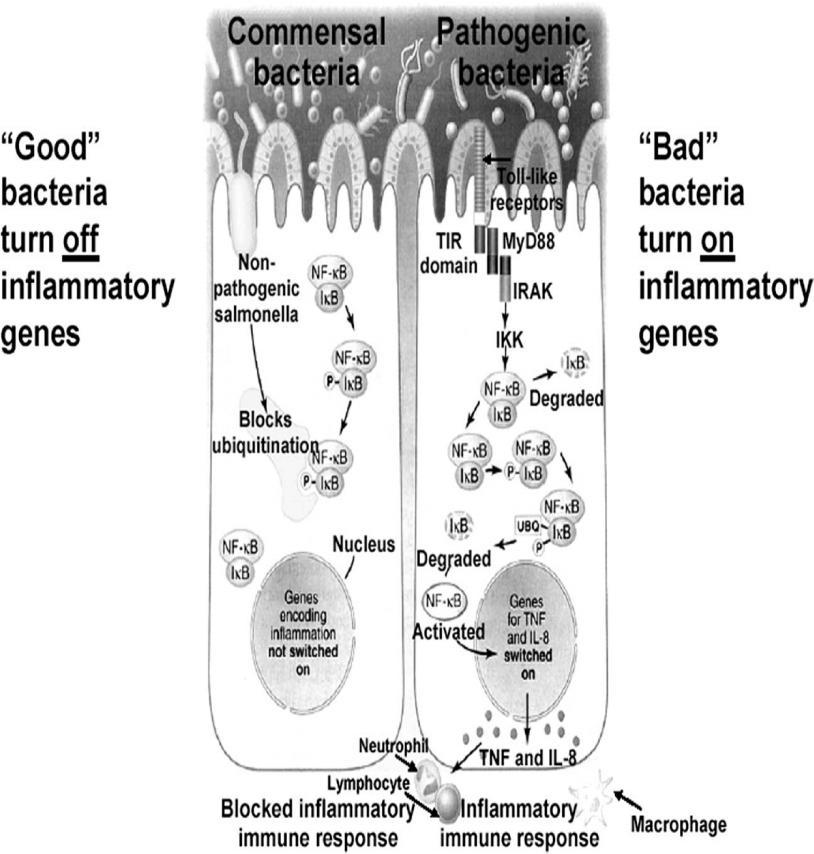 Bacterii cu rol în BII M.