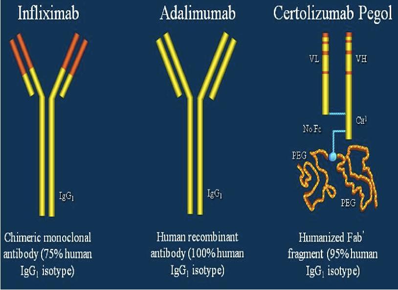 TERAPIA BIOLOGICĂ Infliximab Adalimumab Certolizumab Natalimumab Golimumab Vedolizumab Ustekinumab