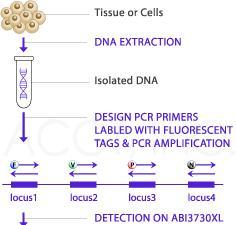 Απομόνωση γενωμικού DNA Διαχωρισμός του DNA από άλλα κυτταρικά συστατικά και μακρομόρια Κατάλληλη τεχνική απομόνωσης DΝΑ : αρχικό υλικό (κύτταρα, ιστός, αίμα) το είδος