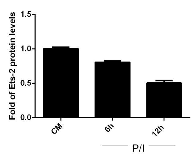 Ανάλυση με Western blot ανάλυση των επιπέδων της Ets-2 πρωτεΐνης στη Jurkat κυτταρική σειρά. Τα Jurkat κύτταρα καλλιεργήθηκαν σε πλήρες καλλιεργητικό υλικό CM±P/I, για χρονικές περιόδους 6h και 12h.