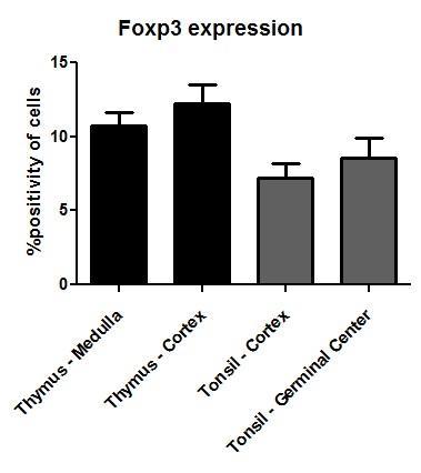 11% των θυμοκυττάρων του φλοιού του θύμου επιδεικνύει ασθενή θετική χρώση έναντι του FoxP3. A1.