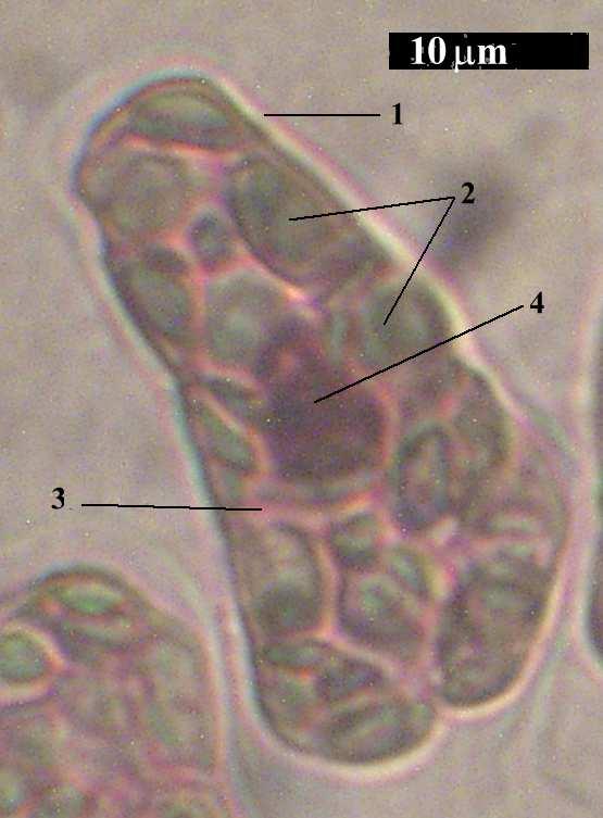Mikroskopiskās metodes Šūnu pētīšanas metodes-6 A B A -
