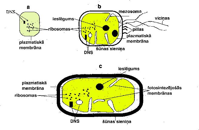 Šūnu veidi-5 Prokariotu šūnu uzbūves shēma