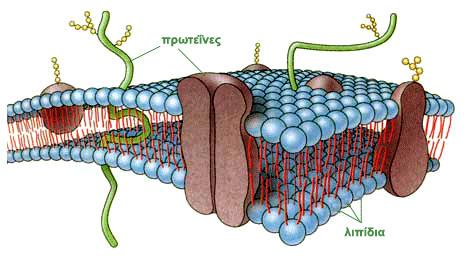 Δοµή της µεµβράνης (µοντέλο του ρευστού µωσαϊκού) Μεταφορά ουσιών µέσω µεµβρανών (Παθητική µεταφορά)