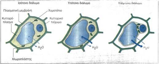 τοιχώµατος 2) Πλασµόλυση* Φυτικό κύτταρο που βρίσκεται σε σπαργή τοποθετείται