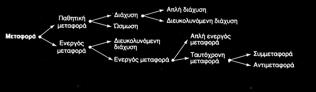 Διακίνηση του νερού και των θρεπτικών αλάτων στο φυτό Πρόσληψη νερού από τις ρίζες