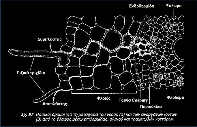 κυττάρων ρίζας Για µικρές αποστάσεις το νερό µέσα στο φυτό κινείται µέσω: Α) του αποπλάστη