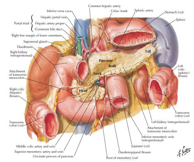 Слика 4. Анатомија панкреаса. (Преузето из: Netter FH. Atlas of Human Anatomy. Abdomen. Viscera (Accessory organs). Pancreas in situ. Philadelphia: Saunders - Elsevier, 2014: 281.