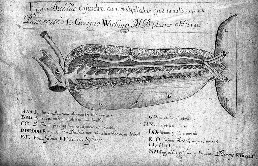 Слика 1. Бакрорез који је урадио Вирсунг, где описује главни панкреасни вод. (Преузето са веб-сајта http://www.wikiwand.