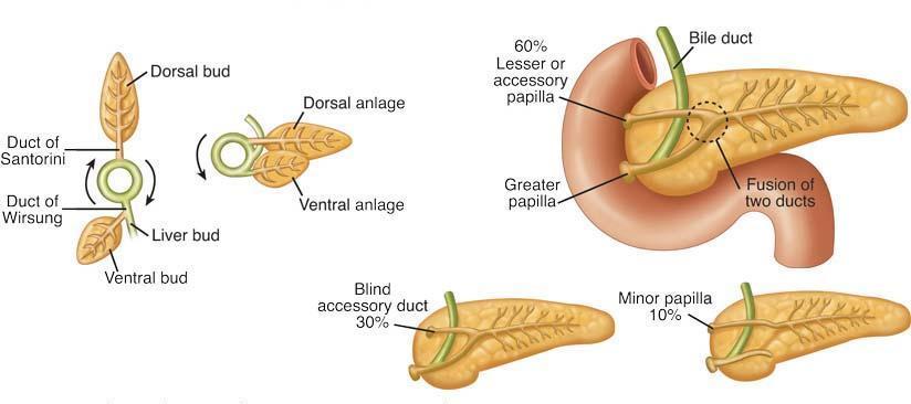 дорзалног дела панкреаса може бити различите дужине у глави панкреаса и назива се Санторинијев канал.