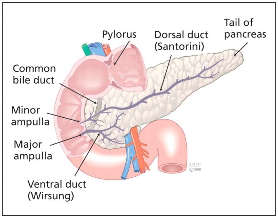 ектопичног панкреаса се објашњава лошом ротацијом или дорзалног или вентралног пупољка панкреаса током ембиогенезе. Најчешће се налази у зиду желуца, дуоденума, јејунума, илеума или на перитонеуму.