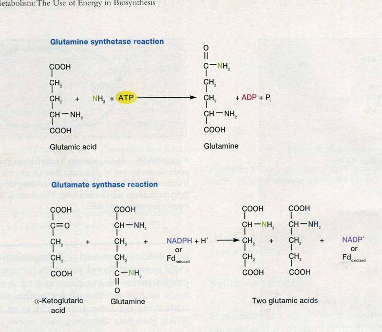 Phản ứng glutamine synthetase Acid glutamic Glutamine Phản ứng glutamate synthase Acid - ketoglutaric Glutamine 2 acid glutamic Hình 18.