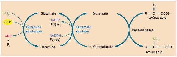 Hình 18.12: Cố định ammonia nhờ glutamine synthetase và glutamate synthase Con đường này hoạt động có hiệu quả ở những nồng độ ammonia thấp.