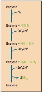 Vì vậy, sự khử nitrogen là tốn kém và tiêu thụ nhiều ATP. Ít nhất 8 electron và 16ATP, cứ 4ATP là cần cho một cặp electron. N 2 + 8H + + 8e + 16ATP 2N H 3 + H 2 + 16ADP + 16Pi Hình 18.