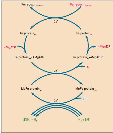 Hình 18.16: Cơ chế tác dụng của nitrogenase. Quá trình di chuyển của 2 electron từ ferredoxin tới nitrogen được lặp lại 3 lần để khử N 2 thành 2 phân tử ammonia.