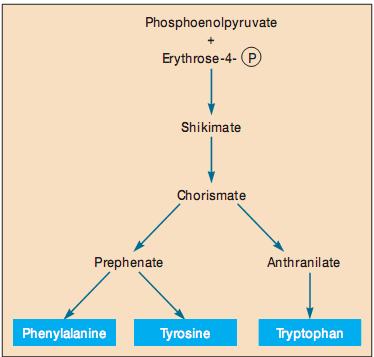 Hình 18.19: Tổng hợp các amino acid thơm (phenylalanine, tyrosine, tryptophan). Chú ý: hầu hết các mũi tên đều biểu thị trên 1 phản ứng enzyme. (Theo: Prescott và cs, 2005) 18.6.